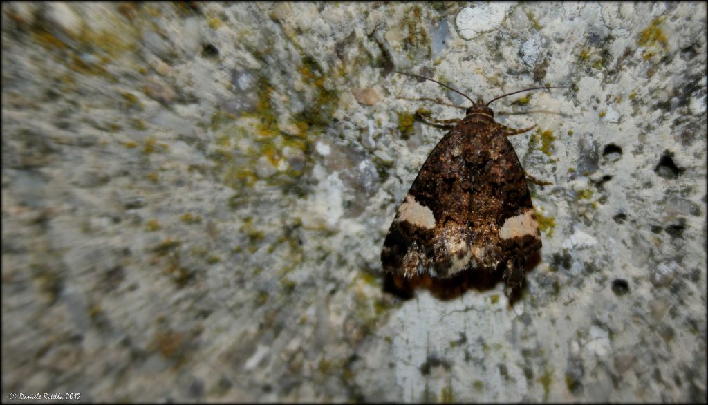 Richiesta identificazione farfalla notturna - Tyta luctuosa